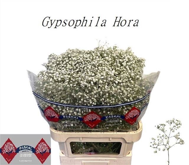 <h4>GYPS PA HORA</h4>