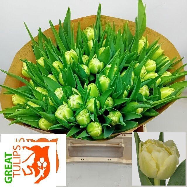 <h4>TU DU AVANT GARDE</h4>