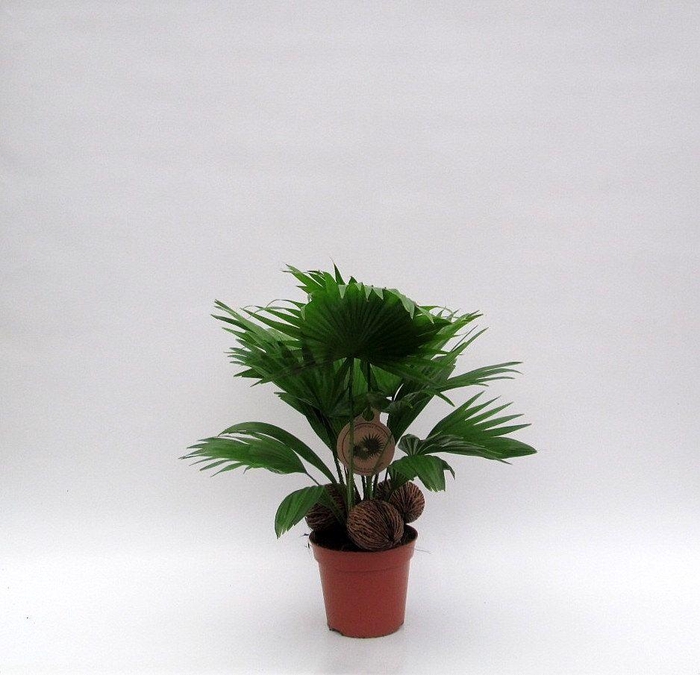<h4>Livistona met 3 kadulnoten</h4>