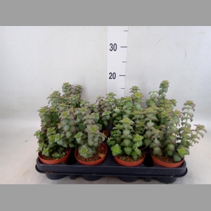 Crassula   ...