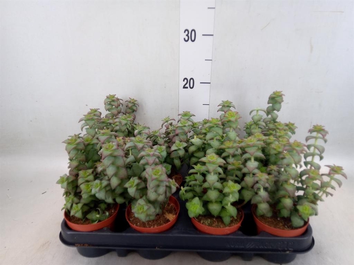 <h4>Crassula   ...</h4>