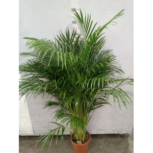 Dypsis lutescens   ...Chrysalidoca