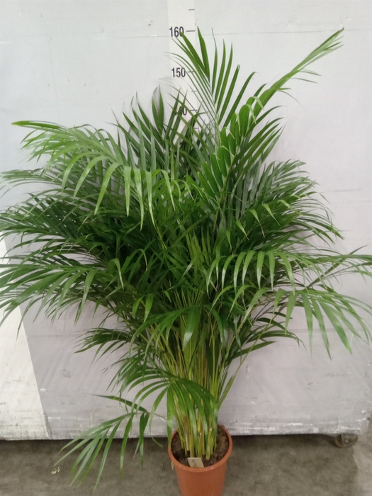 <h4>Dypsis lutescens   ...Chrysalidoca</h4>