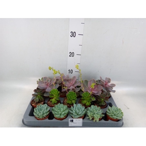 Echeveria   ...mix