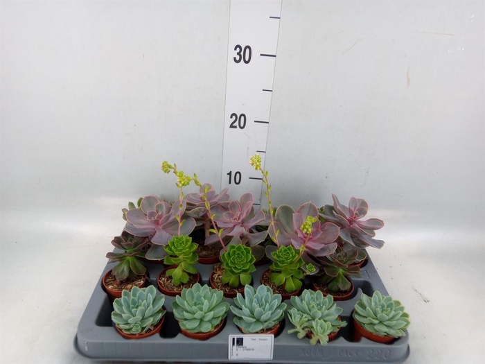 <h4>Echeveria   ...mix</h4>