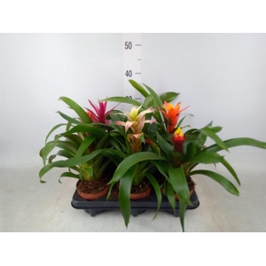 Guzmania   ...mix