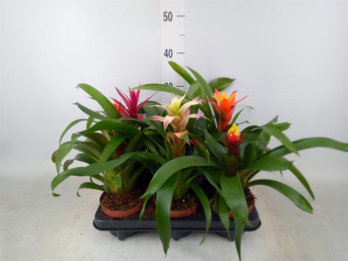 <h4>Guzmania   ...mix</h4>