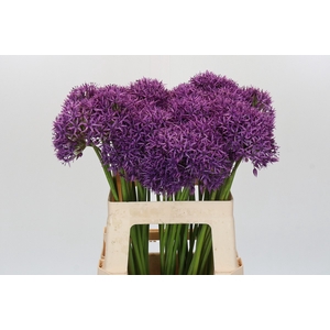 Allium Violet Beauty
