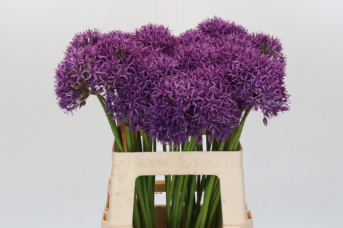 <h4>Allium Violet Beauty</h4>