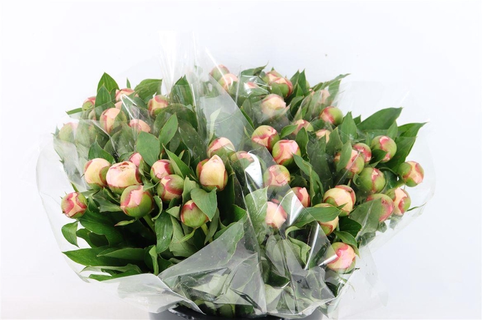 <h4>Paeo L Pecher</h4>