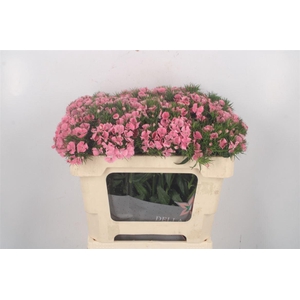 Di Barb Breanthus Tsaar Pink