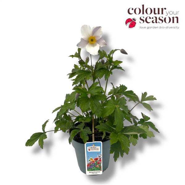 <h4>Anemone 'Wild Swan'</h4>