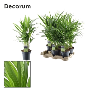 Dypsis lutescens (Areca) Feel Green (Decorum)