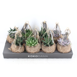 arr3 Kokoplant - Succulenten mix x8