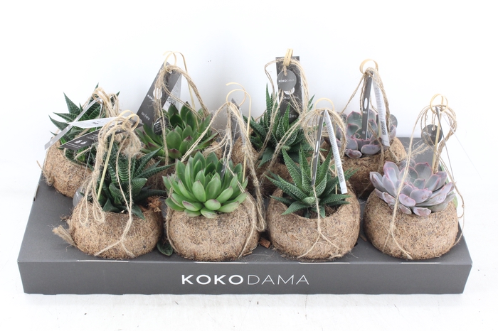 <h4>arr3 Kokoplant - Succulenten mix x8</h4>