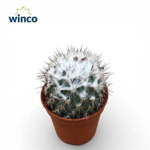 Turbinicarpus Saueri