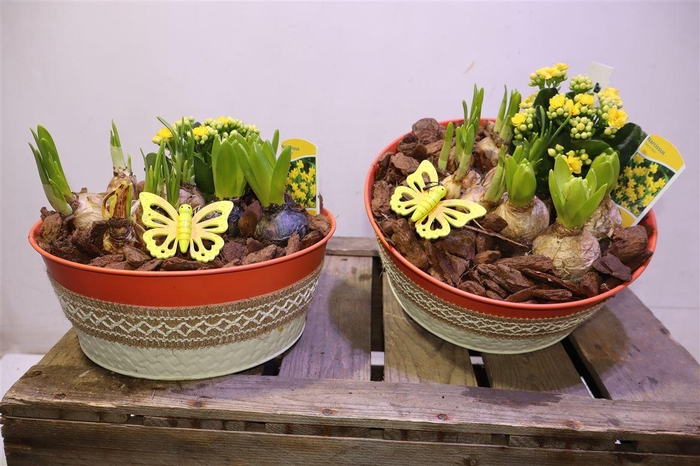 <h4>arr8 Arr Pl In Versierde Zinken Schaal</h4>