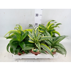 Dracaena   ...mix