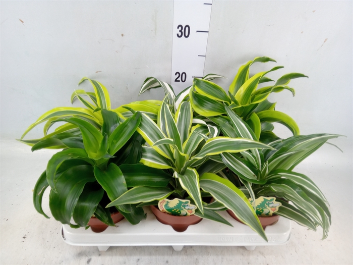 <h4>Dracaena   ...mix</h4>