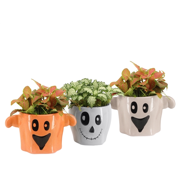 <h4>Arrangementen kamerplanten 6%</h4>