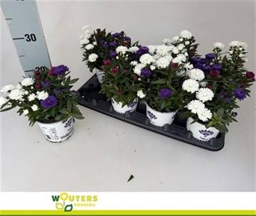 <h4>ASTER SHOWM GEM</h4>