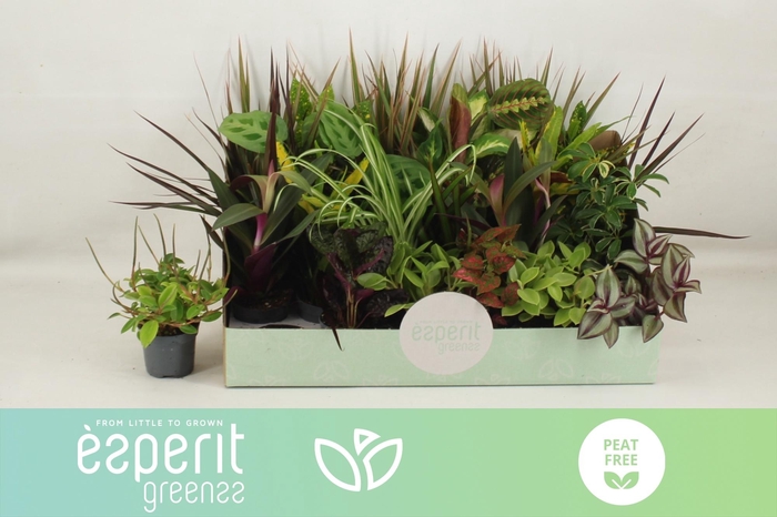 <h4>KAMERPL GEM OV</h4>