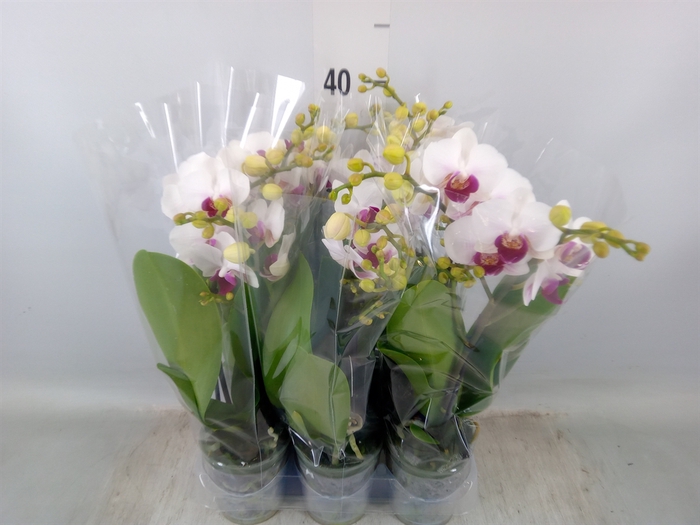 <h4>Phalaenopsis multi. 'FC Safe Haven'</h4>