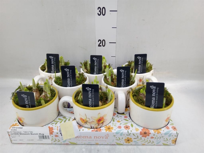 <h4>Arr.  Narcissus</h4>