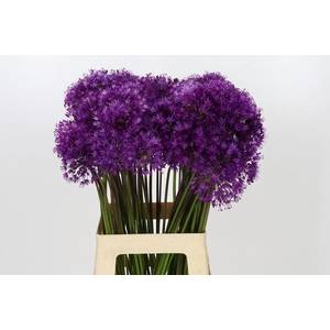 Allium Purple Sensation