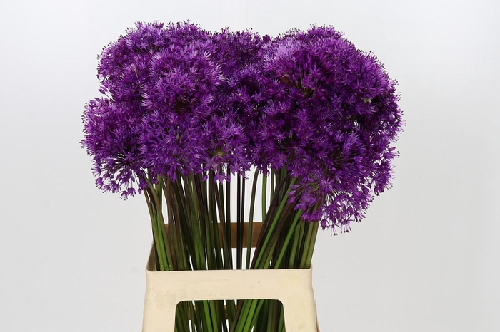 <h4>Allium Purple Sensation</h4>