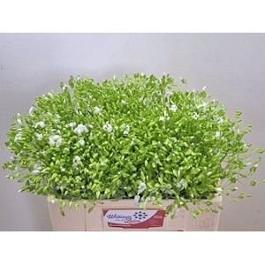 SAPONARIA OV