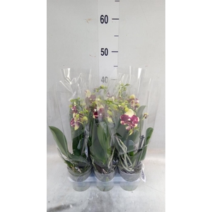 Phalaenopsis multi.   ...yellow