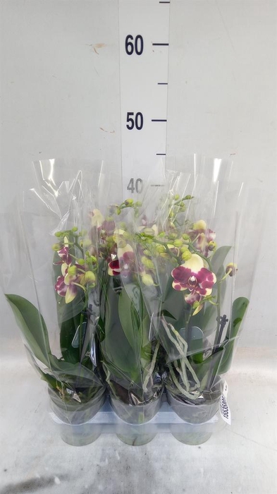 <h4>Phalaenopsis multi.   ...yellow</h4>