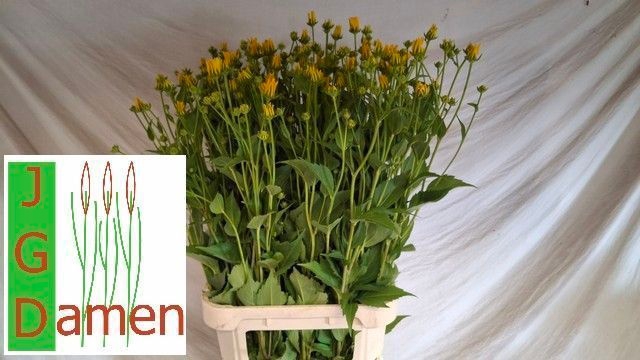 <h4>RUDBECKIA NITIDA</h4>