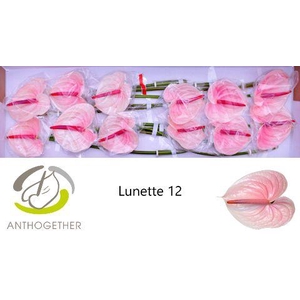 Anthurium Lunette