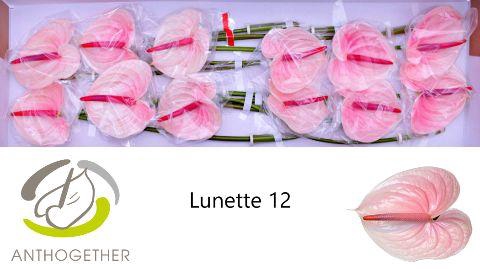 <h4>Anthurium Lunette</h4>