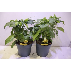 arr8 Brugmansia Struik Geel