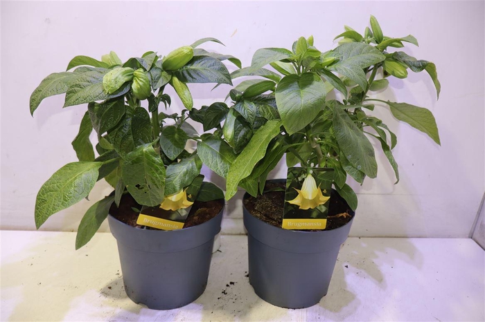 <h4>arr8 Brugmansia Struik Geel</h4>