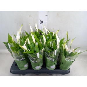 Spathiphyllum  'Pearl Cupido'