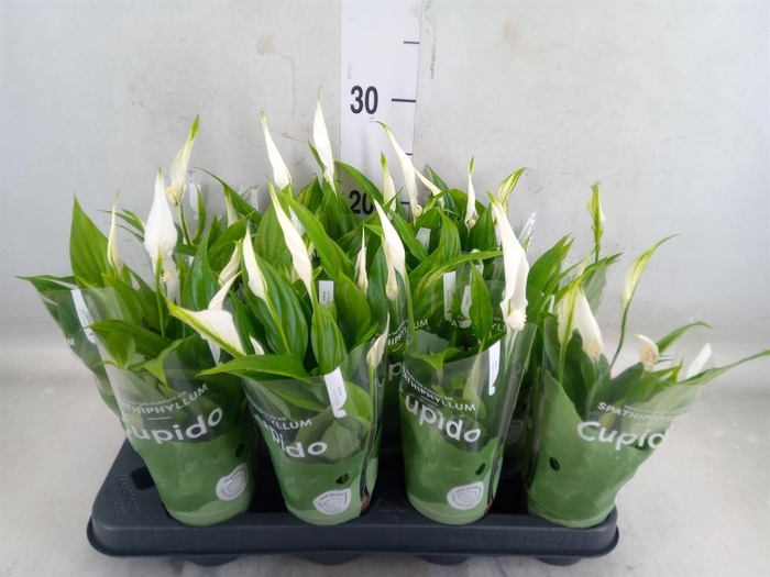 <h4>Spathiphyllum  'Pearl Cupido'</h4>