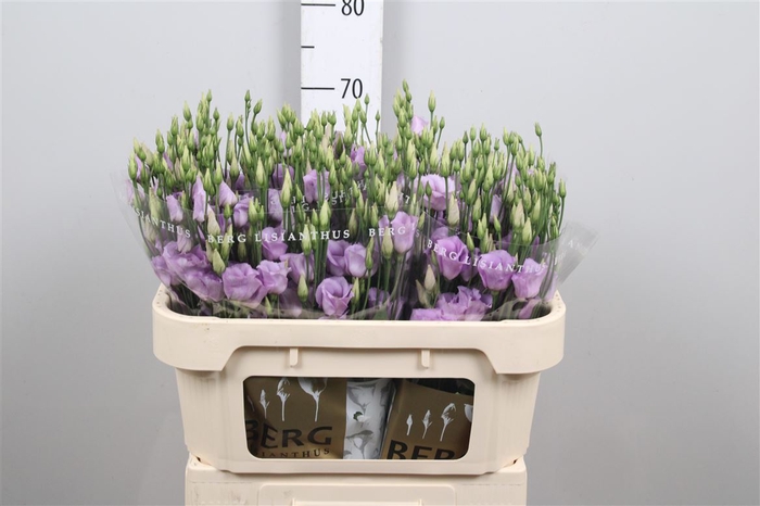 <h4>Eus E Picco Lavender</h4>