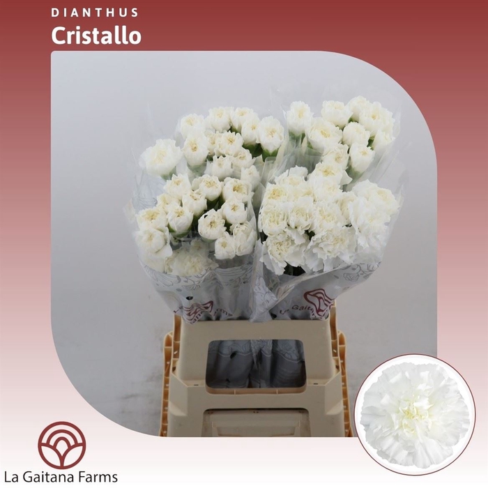 <h4>Dianthus St Cristallo</h4>