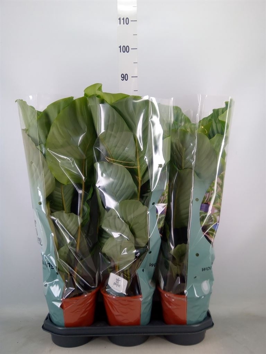 <h4>Calathea orbifolia</h4>