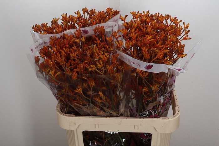 <h4>Anigoz Ov Oranje</h4>