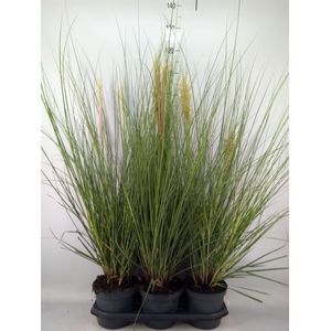 Cortaderia sell. 'Pumila'