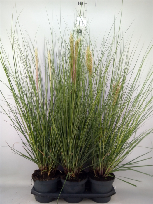 <h4>Cortaderia sell. 'Pumila'</h4>