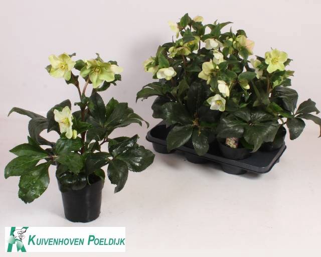 <h4>HELLEBORUS ICE ROSE WHITE P15 25+</h4>