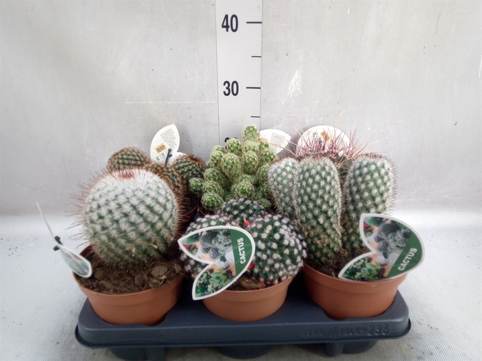 <h4>Cactus   ...mix</h4>