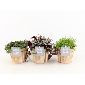 Pure Green Mix in Wood bruin soorten : Rhipsalis, Tradescantia, Sedum