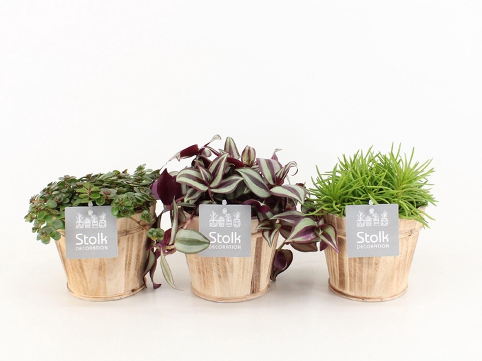 <h4>Pure Green Mix in Wood bruin soorten : Rhipsalis, Tradescantia, Sedum</h4>